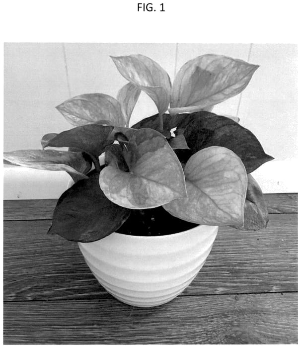 Figure 1 of US plant patent PP36293, the photograph of CF-MKR-EA1 printed in the patent.