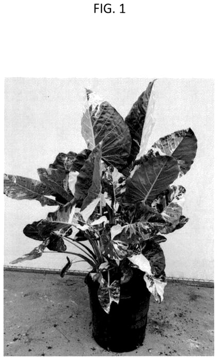 Figure 1 of US plant patent PP36294, the photograph of AMILAPGO printed in the patent.