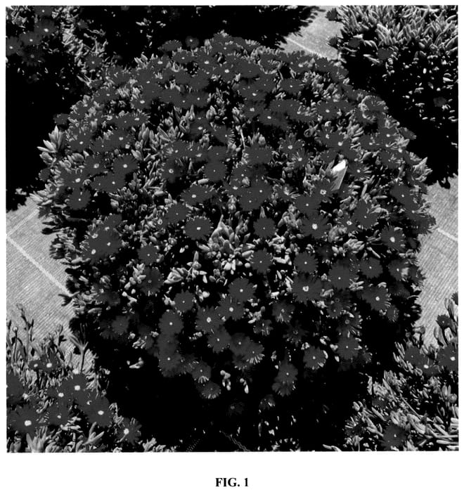 Figure 1 of US plant patent PP36295, the photograph of FSDD2112 printed in the patent.
