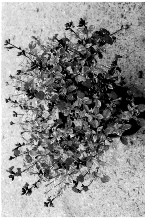 Figure 1 of US plant patent PP36296, the photograph of Salvia plant named MBN20203A printed in the patent.