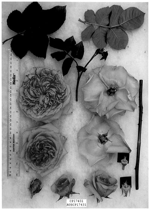 Figure 1 of US plant patent PP36297, the photograph of AUSCP17431 printed in the patent.