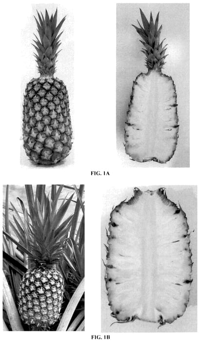 Figure 1 of US plant patent PP36298, the photograph of HND-32 printed in the patent.