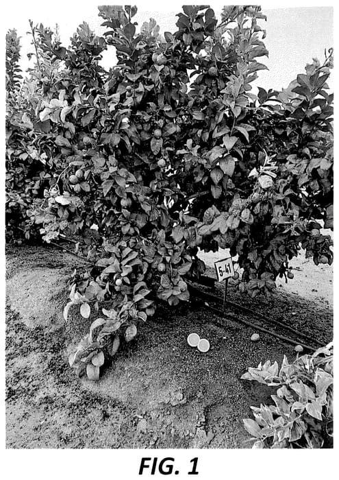 Figure 1 of US plant patent PP36299, the photograph of PLBA1 printed in the patent.