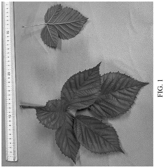 Figure 1 of US plant patent PP36300, the photograph of DrisBlackThirtyThree printed in the patent.
