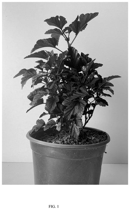 Figure 1 of US plant patent PP36301, the photograph of GRDARK01 printed in the patent.