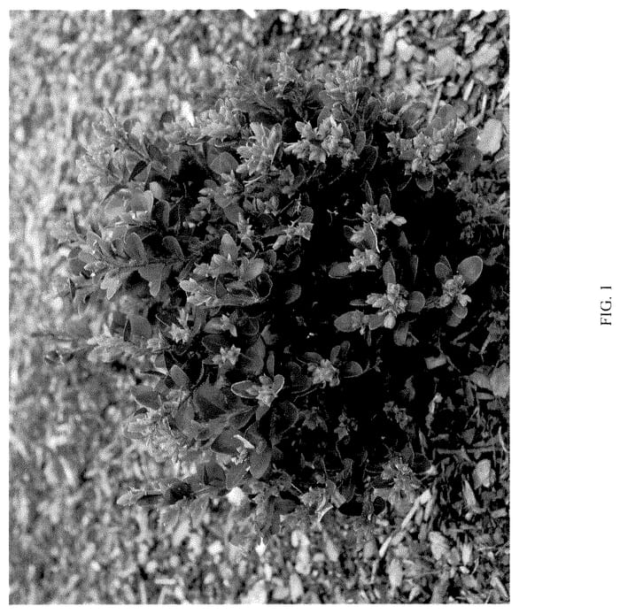 Figure 1 of US plant patent PP36302, the photograph of NSBBL printed in the patent.