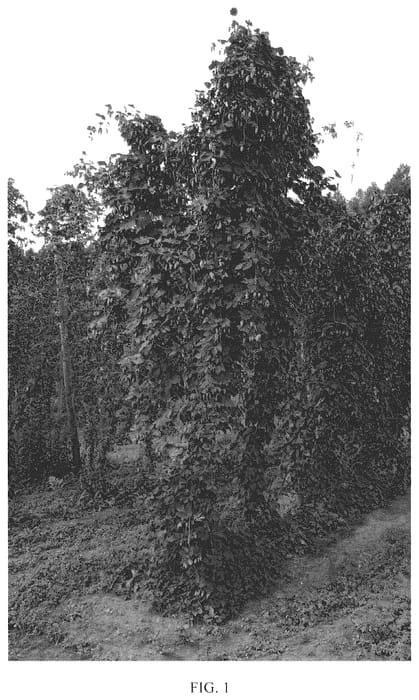 Figure 1 of US plant patent PP36303, the photograph of Furano 0612B Go printed in the patent.