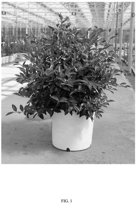 Figure 1 of US plant patent PP36304, the photograph of FARROWCJWD printed in the patent.
