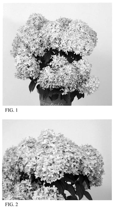 Figure 1 of US plant patent PP36305, the photograph of HYLV17520 printed in the patent.