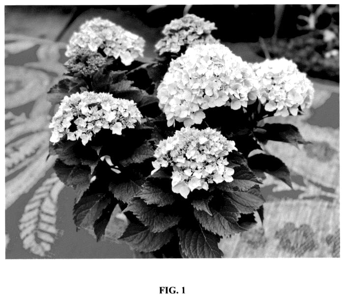 Figure 1 of US plant patent PP36306, the photograph of Bailmaceight printed in the patent.