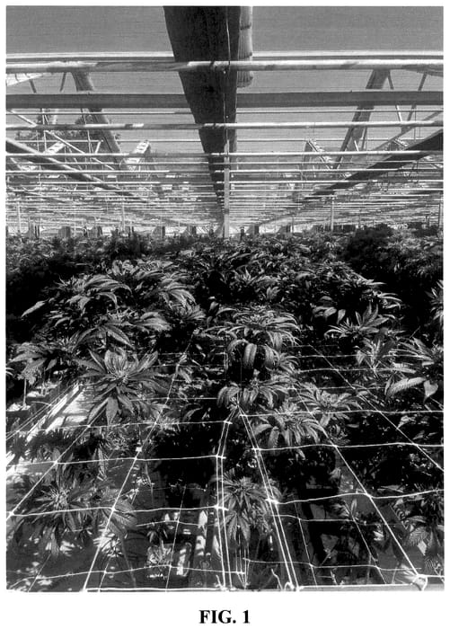 Figure 1 of US plant patent PP36307, the photograph of 21AF0716 printed in the patent.