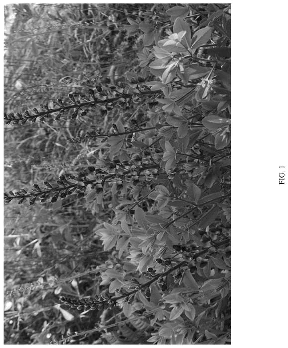 Figure 1 of US plant patent PP36308, the photograph of PIIBAP-01-21 printed in the patent.