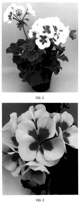 Figure 1 of US plant patent PP36309, the photograph of PEQZ0106 printed in the patent.