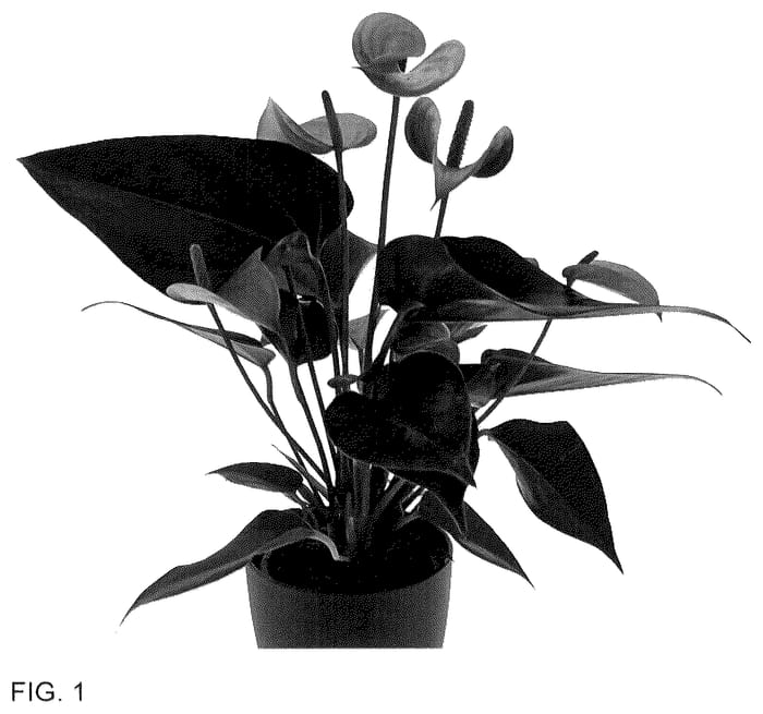 Figure 1 of US plant patent PP36310, the photograph of AN2180756 printed in the patent.
