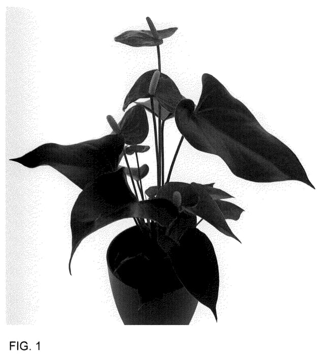 Figure 1 of US plant patent PP36311, the photograph of AN2494662 printed in the patent.