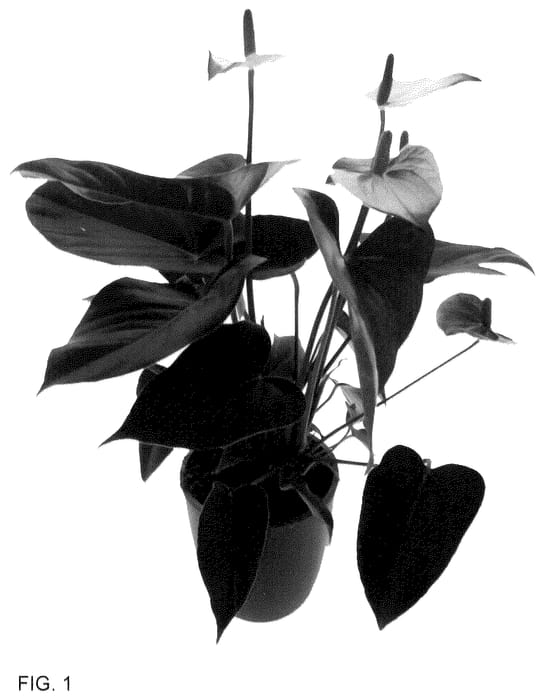 Figure 1 of US plant patent PP36312, the photograph of AN2704879 printed in the patent.