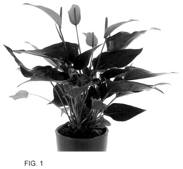 Figure 1 of US plant patent PP36313, the photograph of AN2437252 printed in the patent.