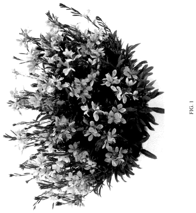 Figure 1 of US plant patent PP36314, the photograph of DGAUDARIP printed in the patent.