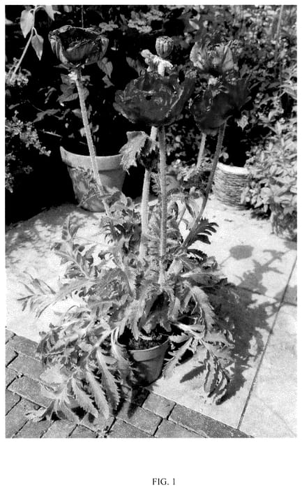 Figure 1 of US plant patent PP36315, the photograph of HG01 printed in the patent.