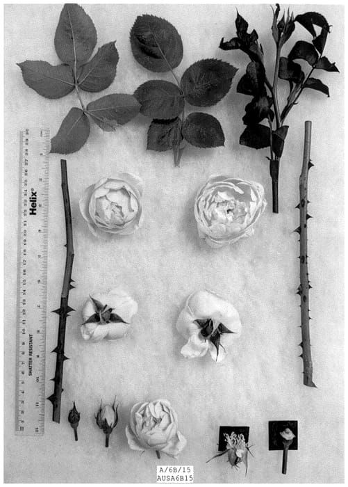 Figure 1 of US plant patent PP36316, the photograph of AUSA6B15 printed in the patent.