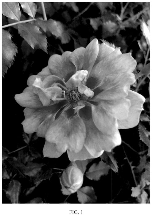 Figure 1 of US plant patent PP36317, the photograph of KORhulth 005 printed in the patent.