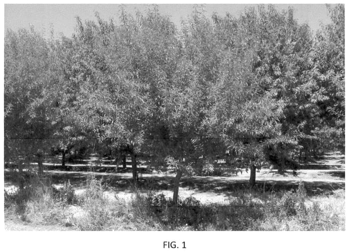 Figure 1 of US plant patent PP36318, the photograph of PH-2019 printed in the patent.