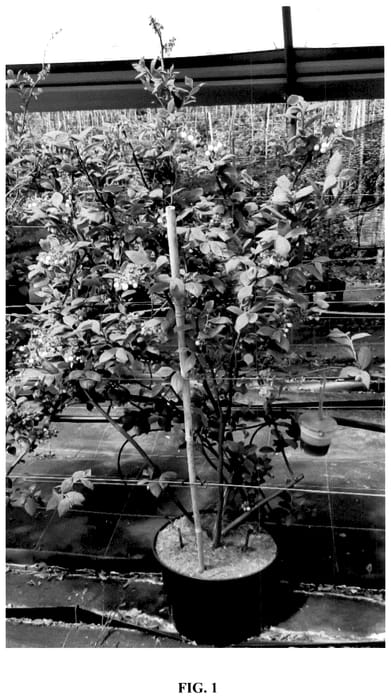 Figure 1 of US plant patent PP36319, the photograph of BWPBLUE02 printed in the patent.