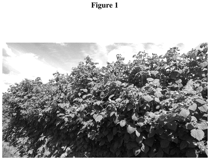 Figure 1 of US plant patent PP36320, the photograph of WSU 2188 printed in the patent.