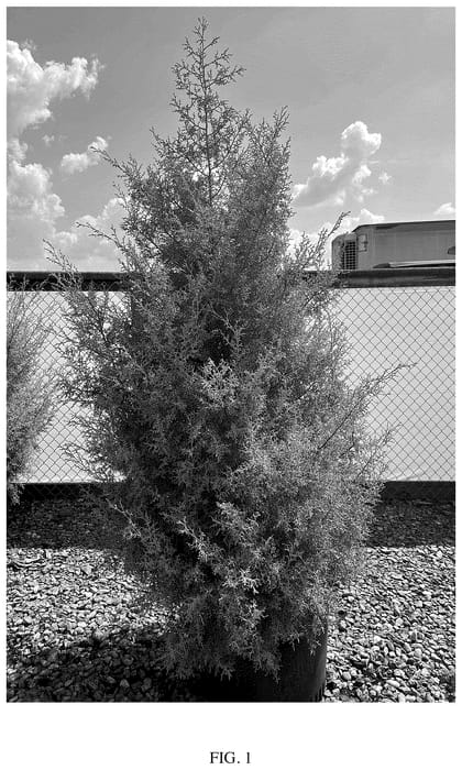 Figure 1 of US plant patent PP36321, the photograph of GRECQF printed in the patent.