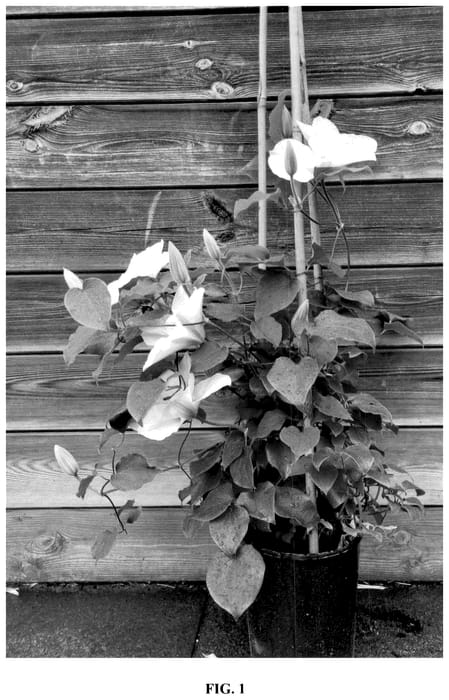 Figure 1 of US plant patent PP36322, the photograph of EviGsy153 printed in the patent.