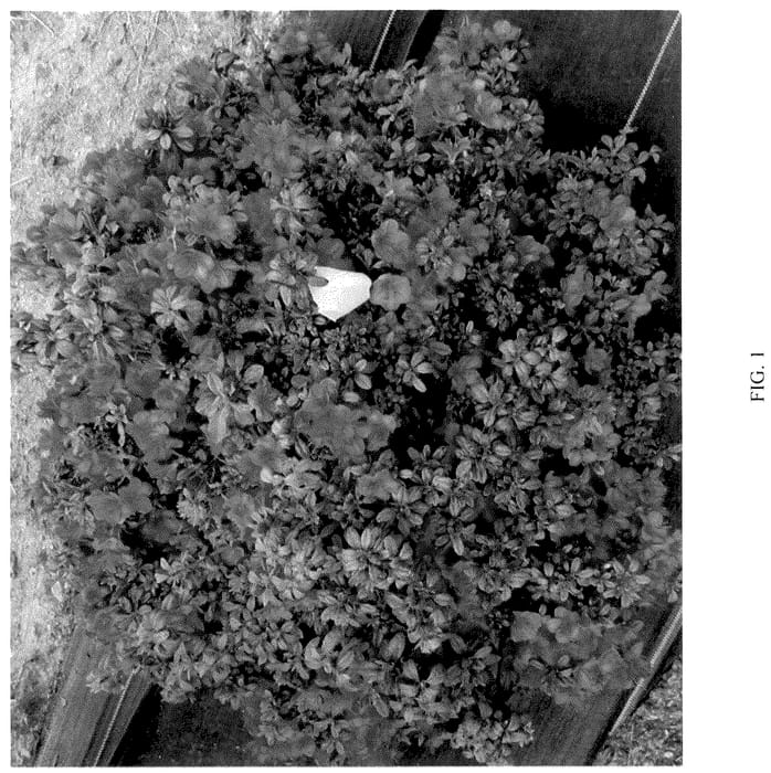 Figure 1 of US plant patent PP36323, the photograph of NCRX12 printed in the patent.