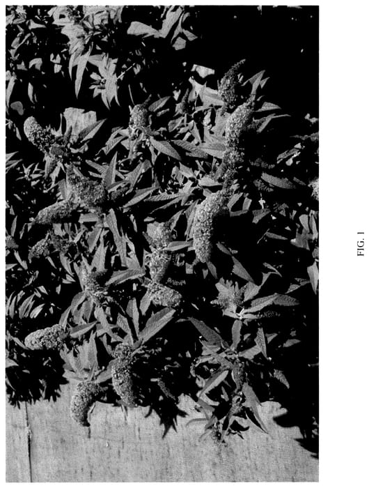 Figure 1 of US plant patent PP36324, the photograph of BD-02-21 printed in the patent.