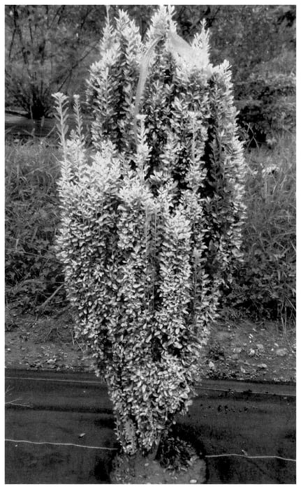 Figure 1 of US plant patent PP36325, the photograph of NCIC2 printed in the patent.