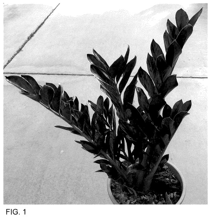 Figure 1 of US plant patent PP36326, the photograph of Heemsbla printed in the patent.
