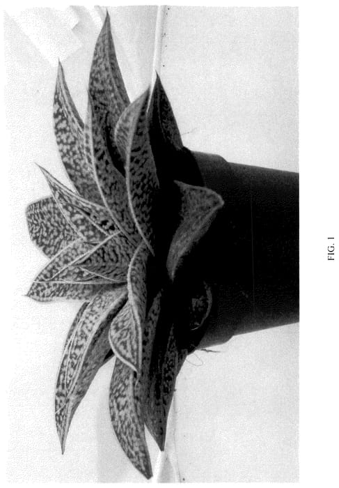 Figure 1 of US plant patent PP36327, the photograph of BINL-19076 printed in the patent.