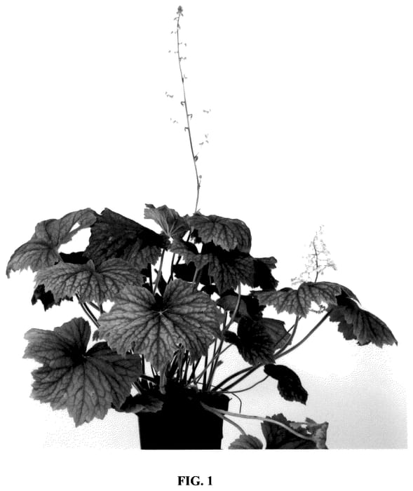 Figure 1 of US plant patent PP36328, the photograph of Spitfire printed in the patent.