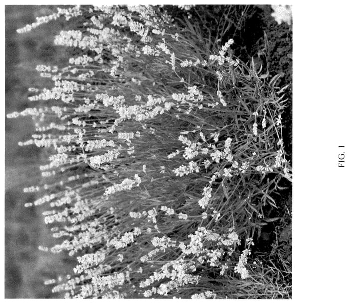 Figure 1 of US plant patent PP36329, the photograph of ZANLACUB printed in the patent.