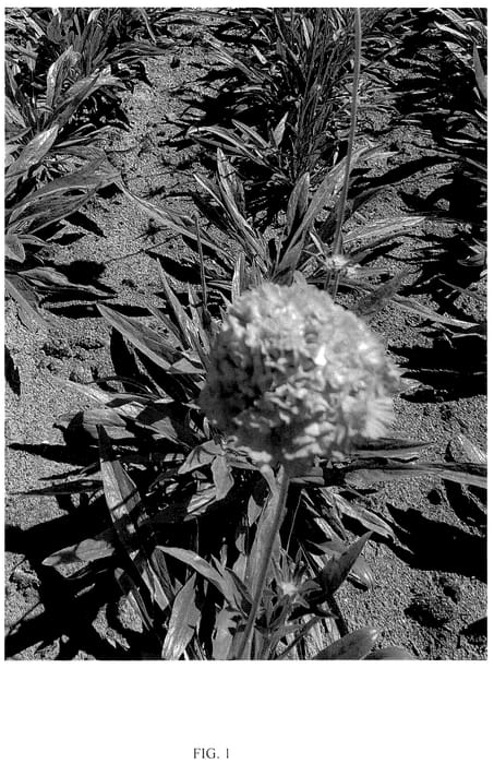 Figure 1 of US plant patent PP36330, the photograph of ScaMav01 printed in the patent.