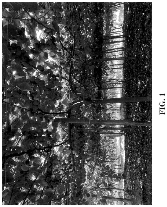 Figure 1 of US plant patent PP36331, the photograph of W11 printed in the patent.