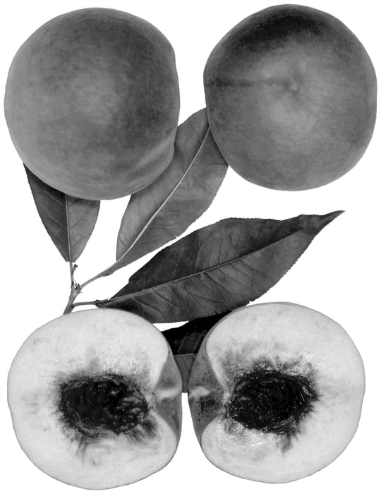 Figure 1 of US plant patent PP36332, the photograph of Summer Jewel printed in the patent.