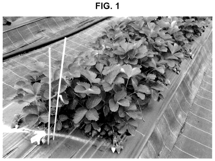 Figure 1 of US plant patent PP36333, the photograph of CIVH413 printed in the patent.