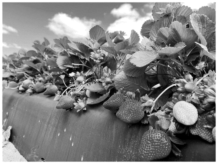 Figure 1 of US plant patent PP36334, the photograph of FL 20.80-4 printed in the patent.