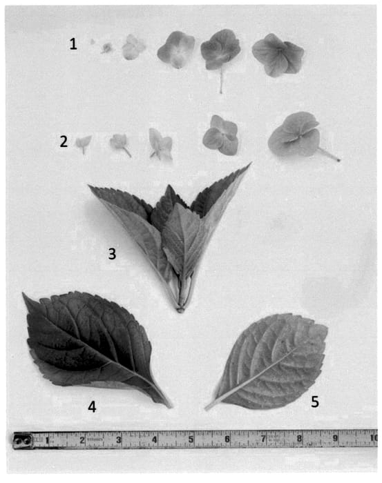 Figure 1 of US plant patent PP36335, the photograph of HYD15 printed in the patent.