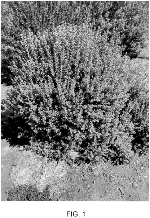 Figure 1 of US plant patent PP36336, the photograph of Laredo printed in the patent.