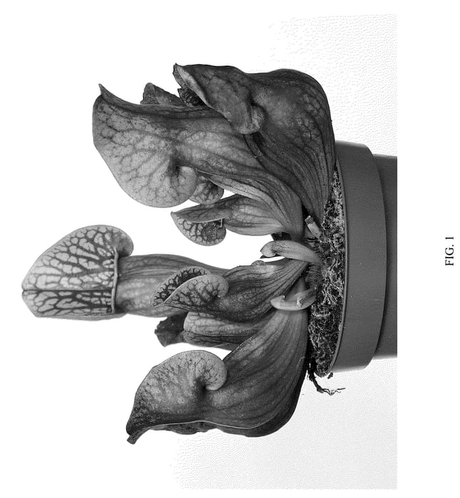 Figure 1 of US plant patent PP36337, the photograph of 23CF202 printed in the patent.