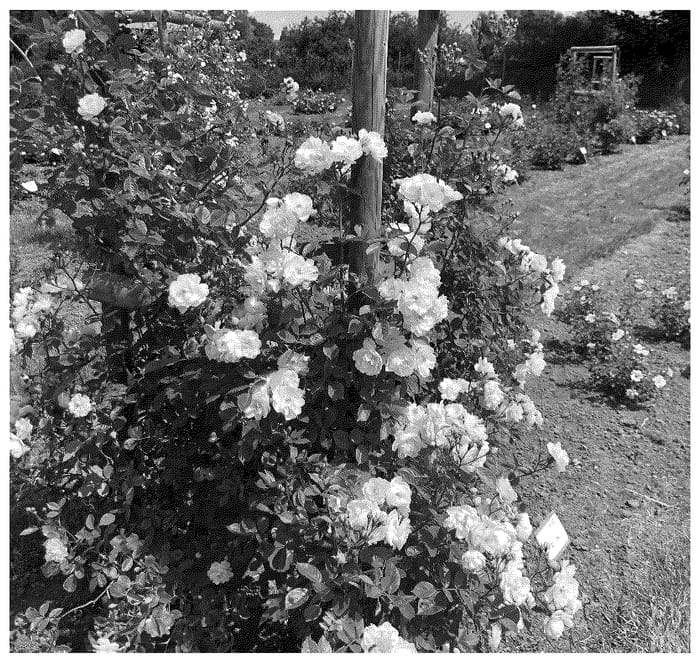 Figure 1 of US plant patent PP36338, the photograph of KORsilu15 printed in the patent.