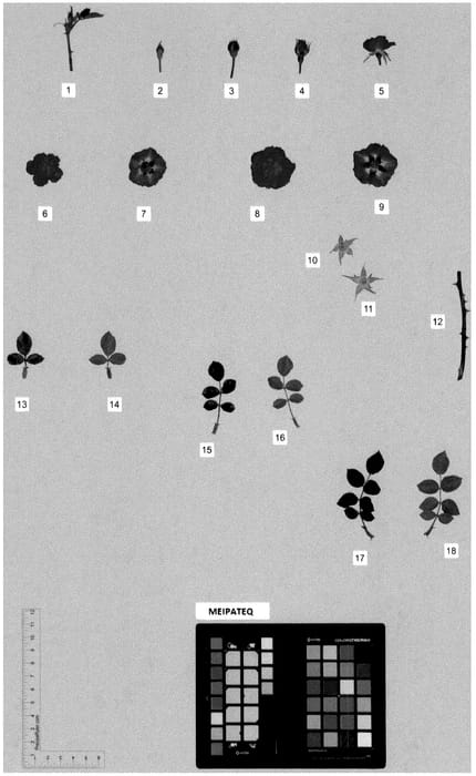 Figure 1 of US plant patent PP36339, the photograph of MEIPATEQ printed in the patent.