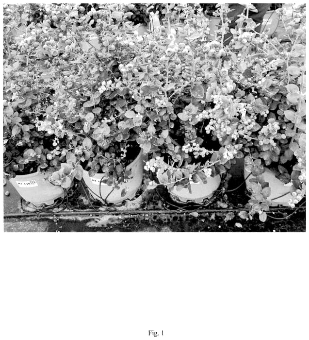 Figure 1 of US plant patent PP36340, the photograph of PE2103 printed in the patent.