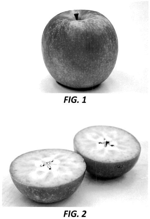 Figure 1 of US plant patent PP36341, the photograph of PremA021 printed in the patent.