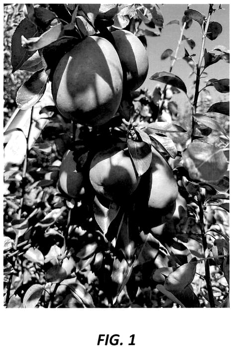 Figure 1 of US plant patent PP36342, the photograph of Rosebutter printed in the patent.